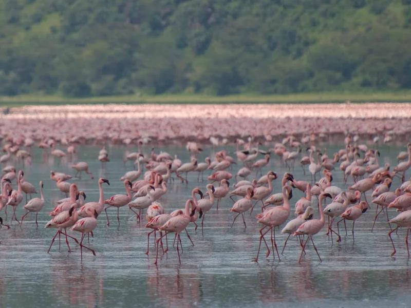 Nakuru short-term rental market