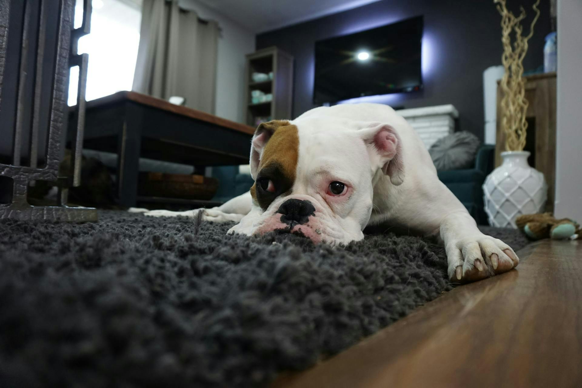 A Guide to Becoming a Pet-Friendly Rental: Maximizing Your Airbnb Profits