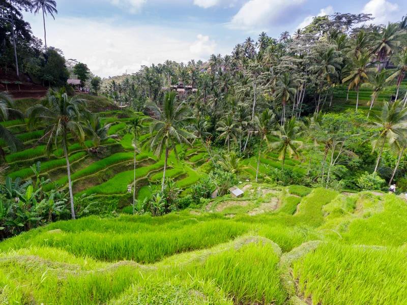 Bali (Central) short-term rental market
