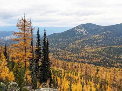 Colville National Forest short-term rental market